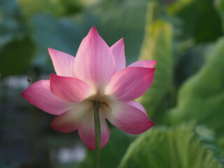 The lotus, Vietnam's national flower, is in full bloom