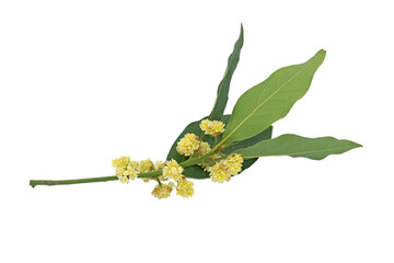 A blooming branch of bay laurel (Laurus nobilis) is an aromatic evergreen tree or large shrub in...