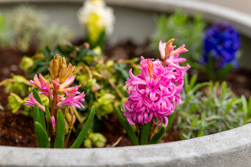 pink flowering hyacinthus in a flowerpot