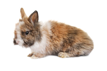 Obraz premium Fluffy rabbit isolated on white. Cute pet