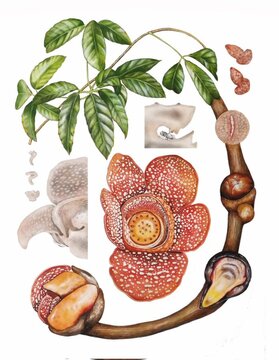A watercolour Illustration depicting the life cycle of Rafflesia. Rafflesia - a Parasite - spends most of its life inside its host vine, emerging only to flower.