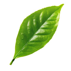 Tea leaf isolated on transparent background