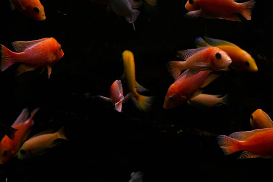 Malawi cichlid fish in closeup..