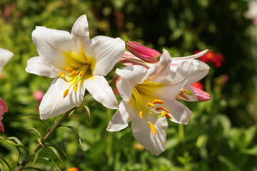 White-pink fragrant lilies in a flowerbed in the garden - 767764630
