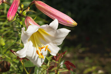 White-pink fragrant lilies in a flowerbed in the garden - 767764631