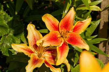 Red-yellow fragrant lilies in a flowerbed in the garden - 767764671