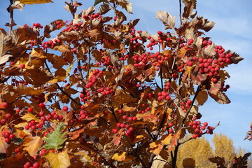 Brownish yellow foliage and red fruits of Sorbus aria against blue sky in October