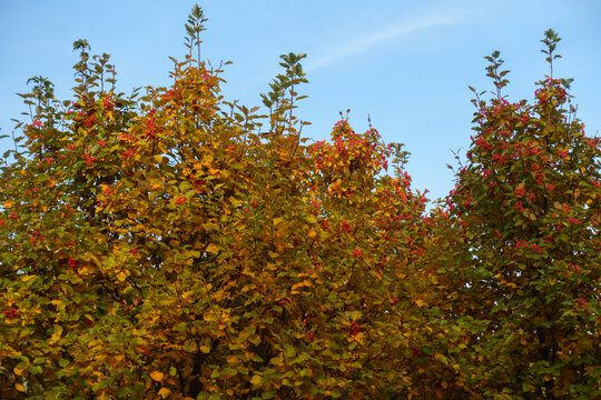 Crown of Sorbus aria tree with autumnal foliage and red fruits against blue sky in mid October