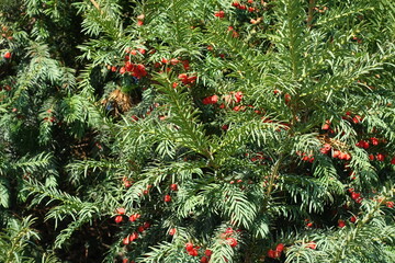 Berries in the leafage of common yew in mid October