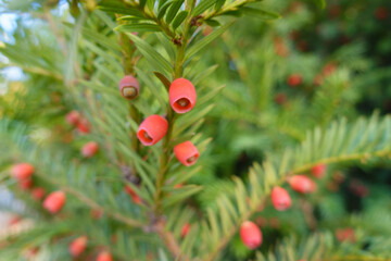 Close up of red seed cones of common yew in October