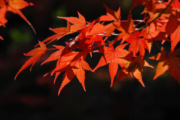 秋の曼殊院　境内の紅葉　京都市左京区