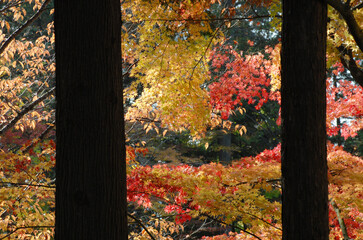 秋の曼殊院　境内の紅葉　京都市左京区