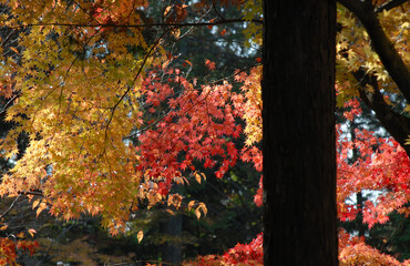 秋の曼殊院　境内の紅葉　京都市左京区