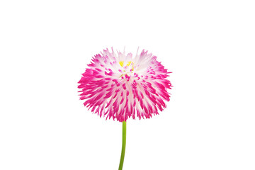 Pink daisy flower.isolate on a transparent background. PNG format available