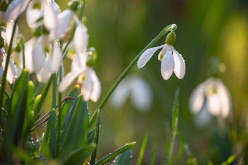 tender spring primroses and snowdrops in drops of dew in the sunlight in a clearing 
