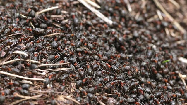 Work and life of forest ants in an anthill. The anthill is teeming with ants, close up, macro, insect diversity concept