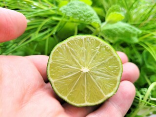 Sliced lime on hand and green plants.