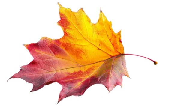 maple leaf isolated on white