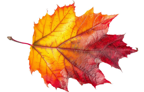 red yellow mapple leaf isolated on transparent background With clipping path. cut out. 3d render