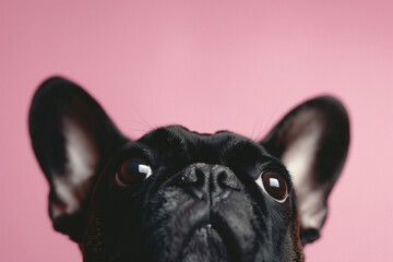 A black dog with its head turned to the side and its eyes looking up, Black French Bulldog
