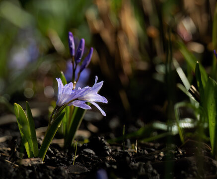Blaustern