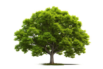 Whispers of Nature: Majestic Tree With Emerald Leaves Against a Blank Canvas. On a White or Clear Surface PNG Transparent Background.