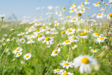 Daisies in a meadow on a summer sunny day

