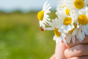 Ladybug crawls along a bouquet of daisies held by a child's hand on a sunny summer day