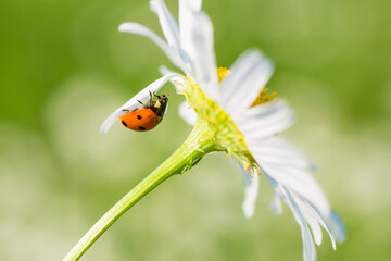 Ladybug crawls on a daisy on a sunny summer day