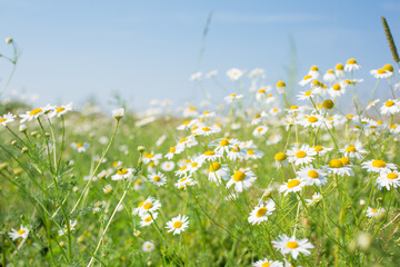 Daisies in a meadow on a summer sunny day

