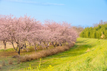 春の桜並木 関東のお花見