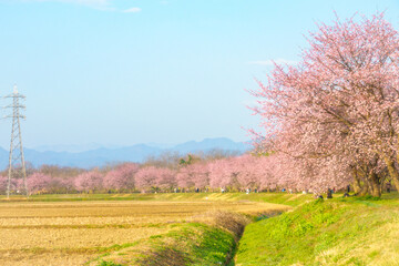 春の桜並木 関東のお花見
