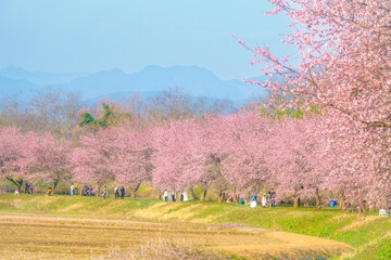春の桜並木 関東のお花見