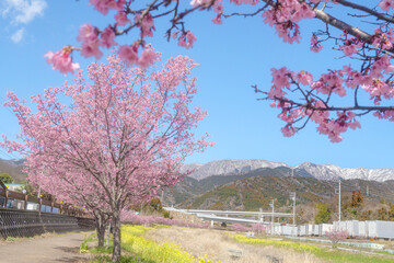 春の桜並木 秦野 水無川おかめ桜と菜の花