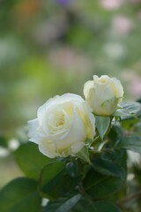 white rose flower