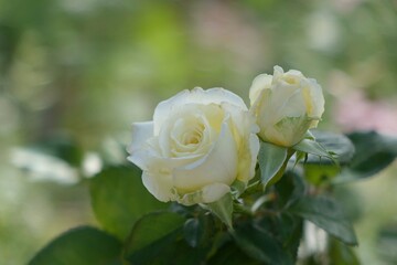 single white rose