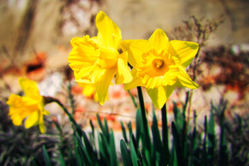 Frühling Blume Gelb Ostern - Nature - Background - Beautiful - Spring - Springtime