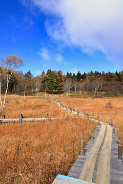 秋の入笠山 紅葉の入笠湿原の風景 ( The scenery of Nyukasa Wetlands with autumn leaves at Mt. Nyukasa-yama )