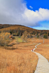 秋の入笠山 紅葉の入笠湿原の風景 ( The scenery of Nyukasa Wetlands with autumn leaves at Mt. Nyukasa-yama )