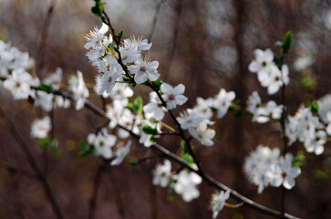 Cherry Blossom.