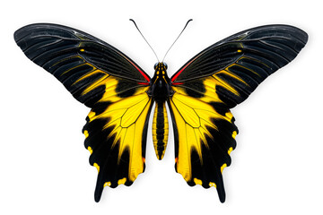 Beautiful Chimaera Birdwing butterfly isolated on a white background with clipping path