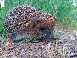 Close-up of the European hedgehog (Erinaceus europaeus) on the ground surrounded with green vegetation