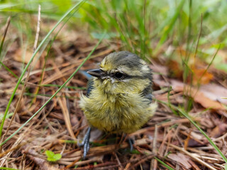 Close-up of the Eurasian Blue Tit (Cyanistes caeruleus or Parus caeruleus) chick sitting on a ground among grass