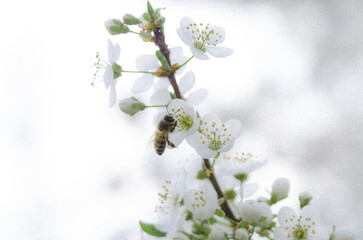 Cherry Blossom.