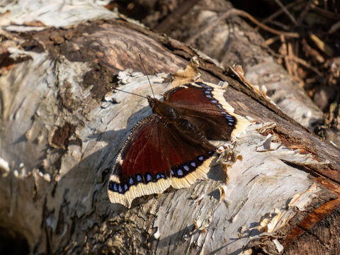 Mourning cloak or Camberwell beauty (Nymphalis antiopa) with dark maroon wings and ragged yellow edges and blue spots