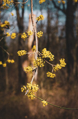 Cornelian Cherry.