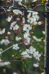 Cherry Blossom.