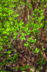  Tree branch with green leaves.