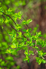  Tree branch with green leaves.