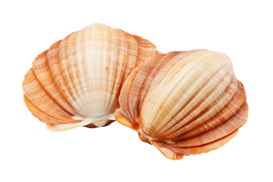 Whispering Secrets: Two Sea Shells Dance on White Canvas. On a White or Clear Surface PNG Transparent Background.
